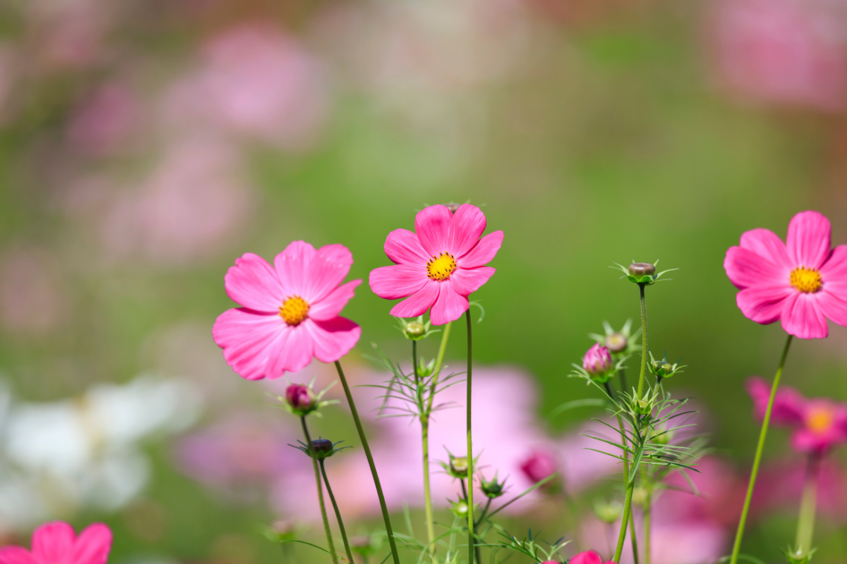 Pink & Lyserød