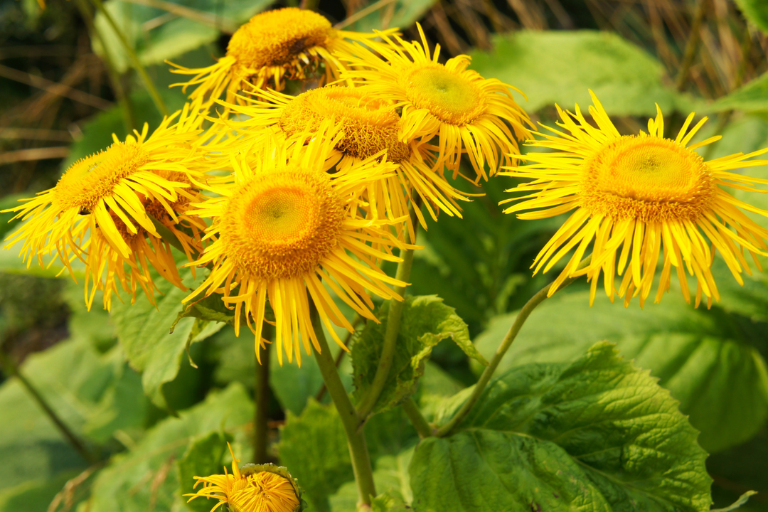 Sen blomstring