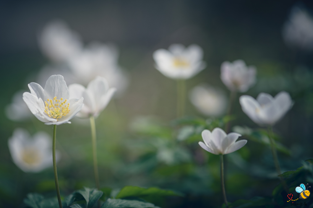Tidlig blomstring