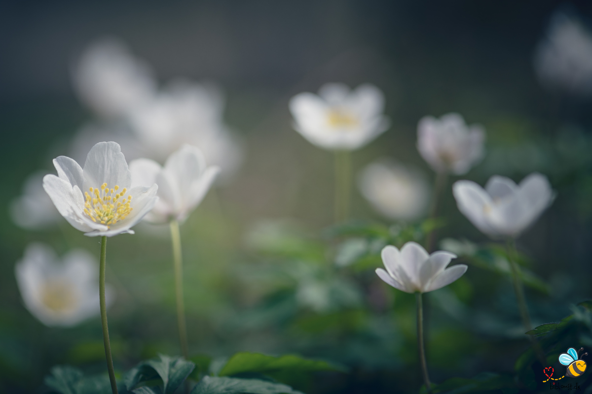 Tidlig blomstring