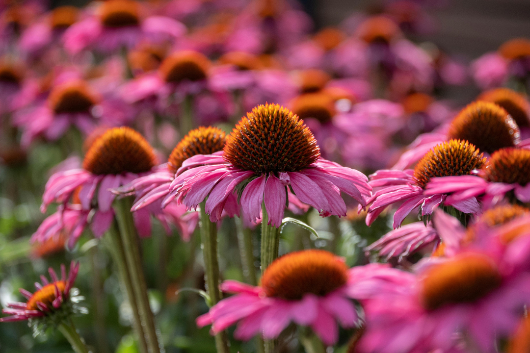 Snitblomster