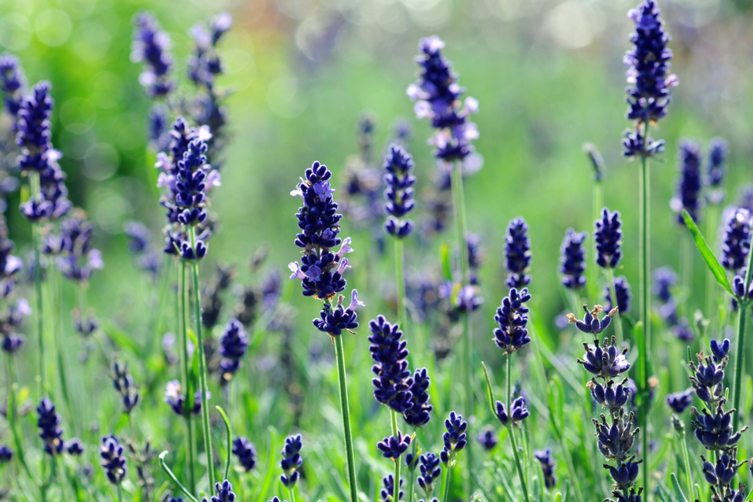 Sommerfuglevenlige
