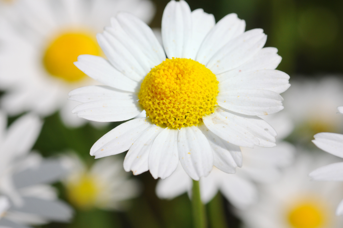 Spiselige blomster & urter