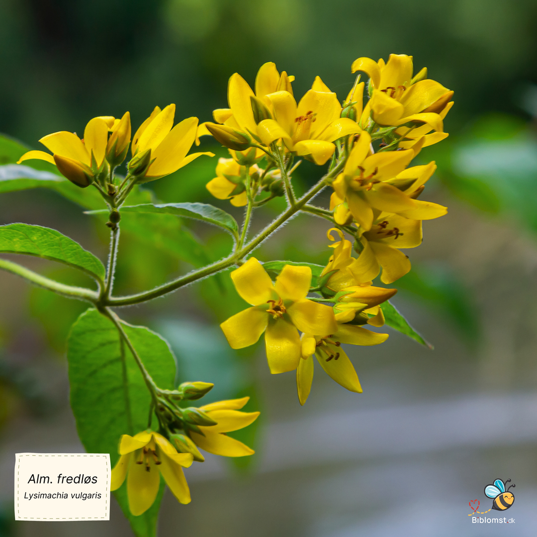 Almindelig fredløs - Lysimachia vulgaris