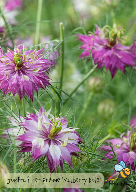 Jomfru i det grønne – Nigella damascena ’Mulberry Rose’
