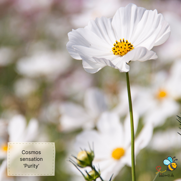 Stolt kavaler – Cosmos bipinnatus ’Sensation Purity’