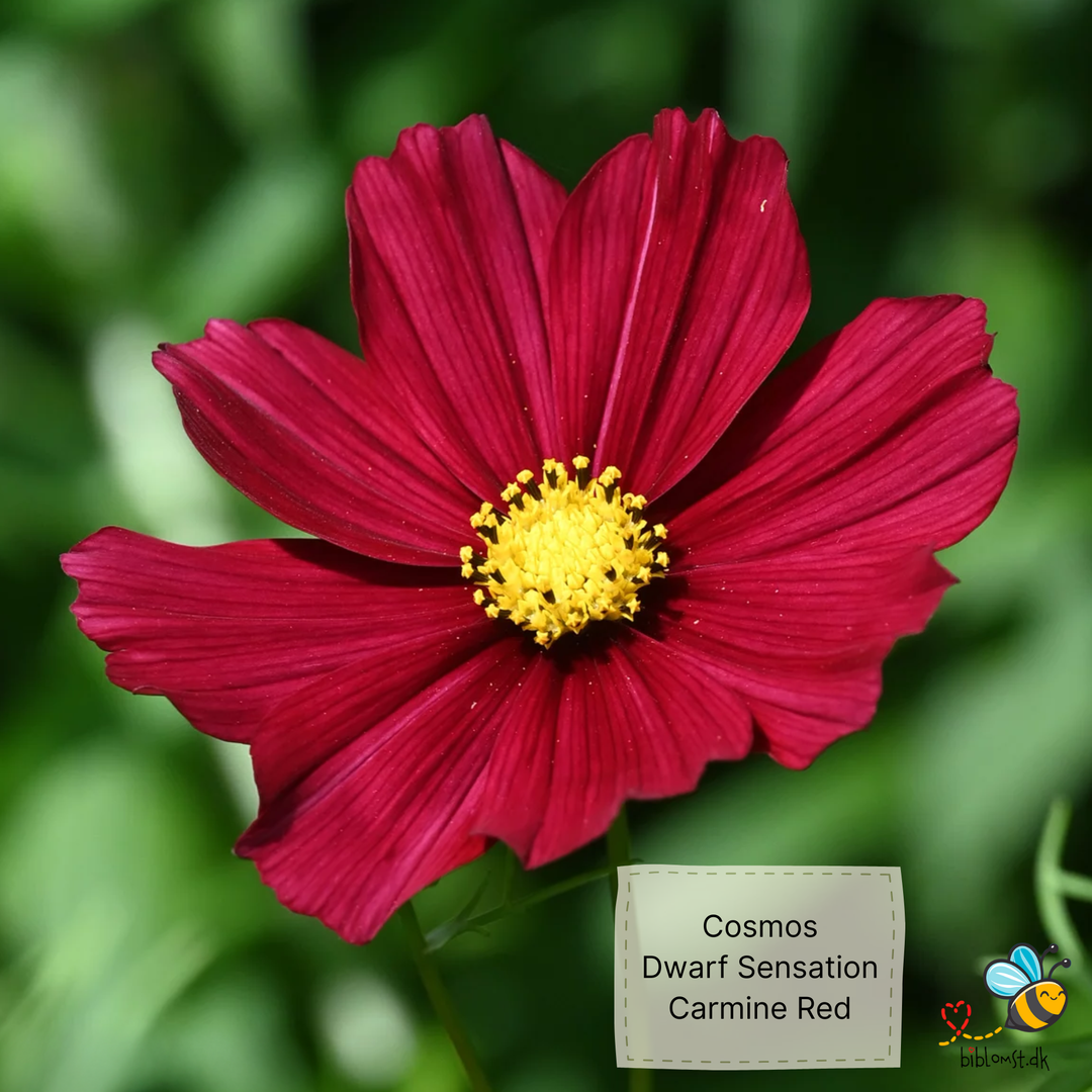 Cosmos bip. dwarf sensation Carmine Red