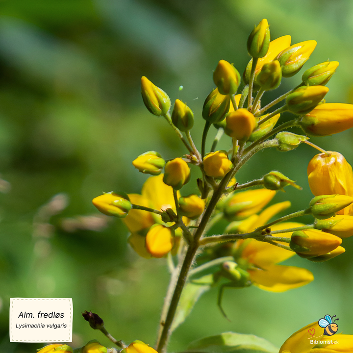Almindelig fredløs - Lysimachia vulgaris