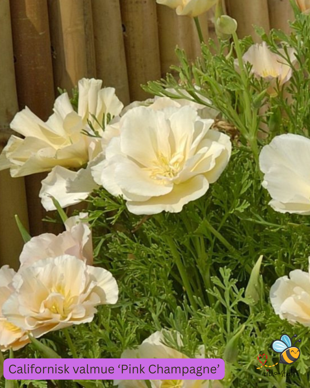 Californisk guldvalmue – Eschscholzia californica 'Thai Silk Pink Champagne'