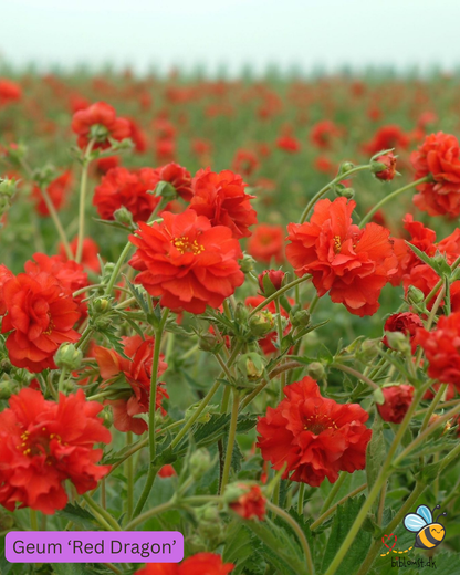 Nellikerod – Geum chiloense 'Red Dragon'