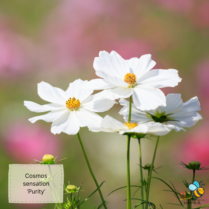 Stolt kavaler – Cosmos bipinnatus ’Sensation Purity’