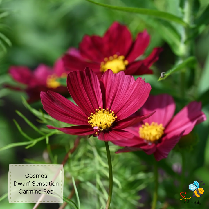 Cosmos bip. dwarf sensation Carmine Red