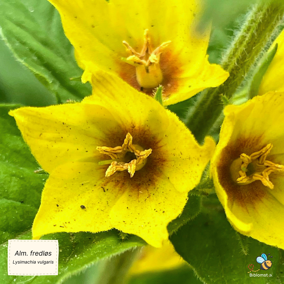 Almindelig fredløs - Lysimachia vulgaris