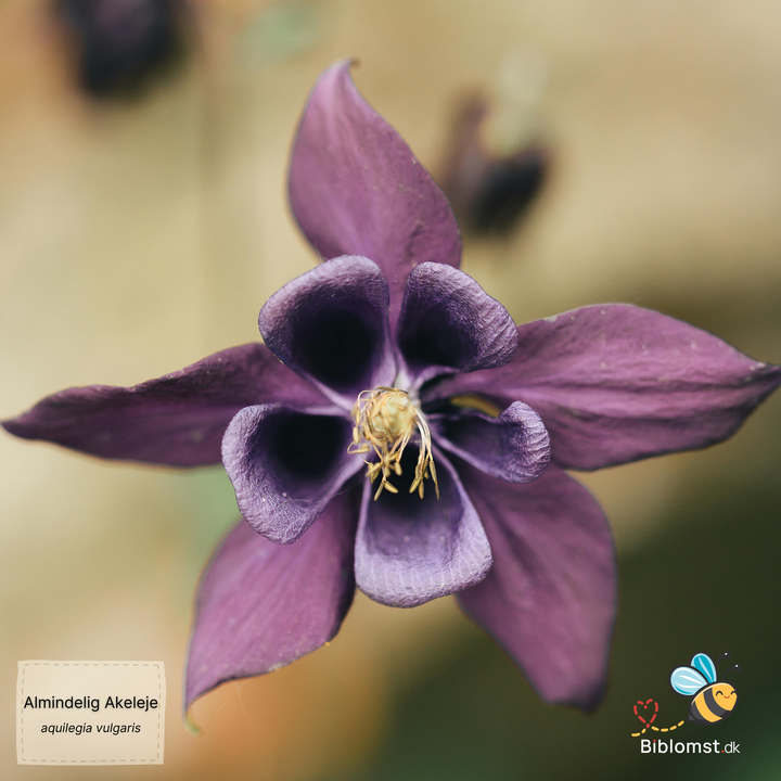 Almindelig akeleje – Aquilegia vulgaris
