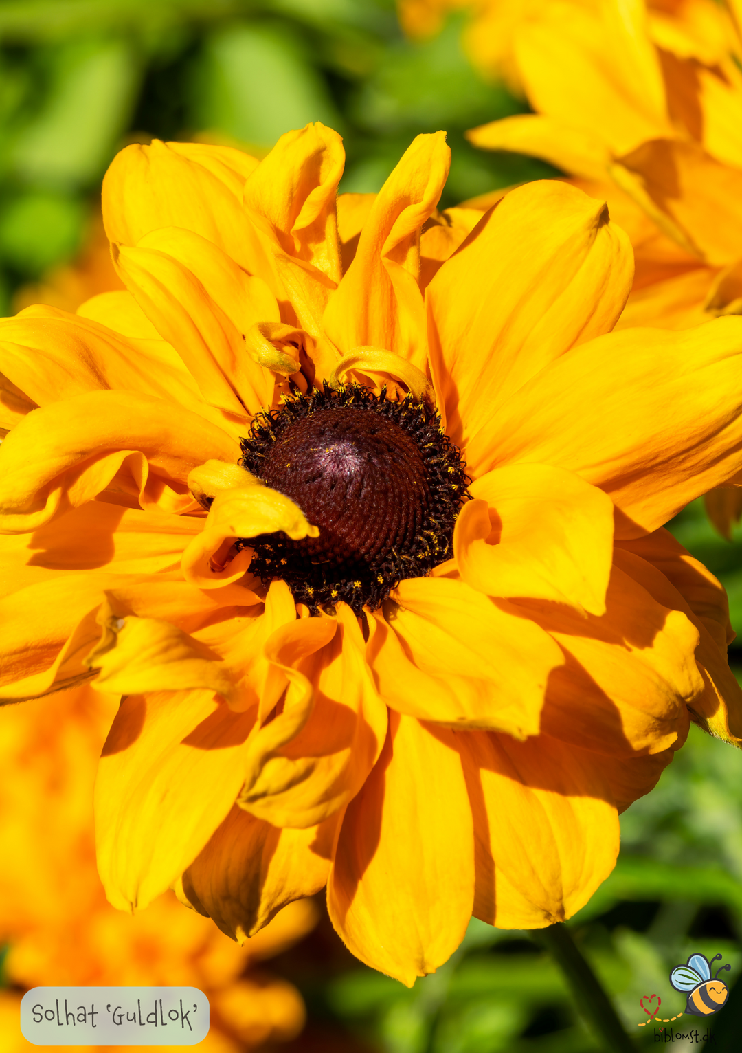 Solhat Guldlok - Rudbeckia hirta 'goldilocks'