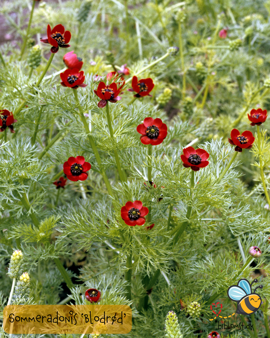 Sommeradonis 'Bloodred' Adonis aestivalis