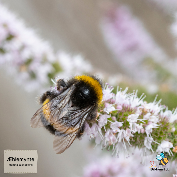 Æblemynte – Mentha suaveolens