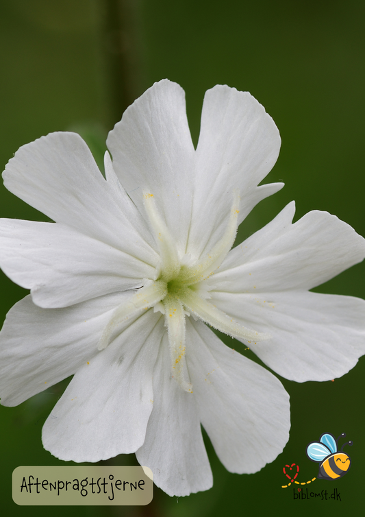Aftenpragtstjerne, Silene latifolia