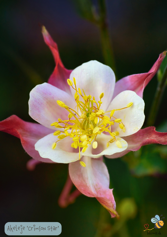 Akeleje Crimson Star - Aquilegia Caerulea