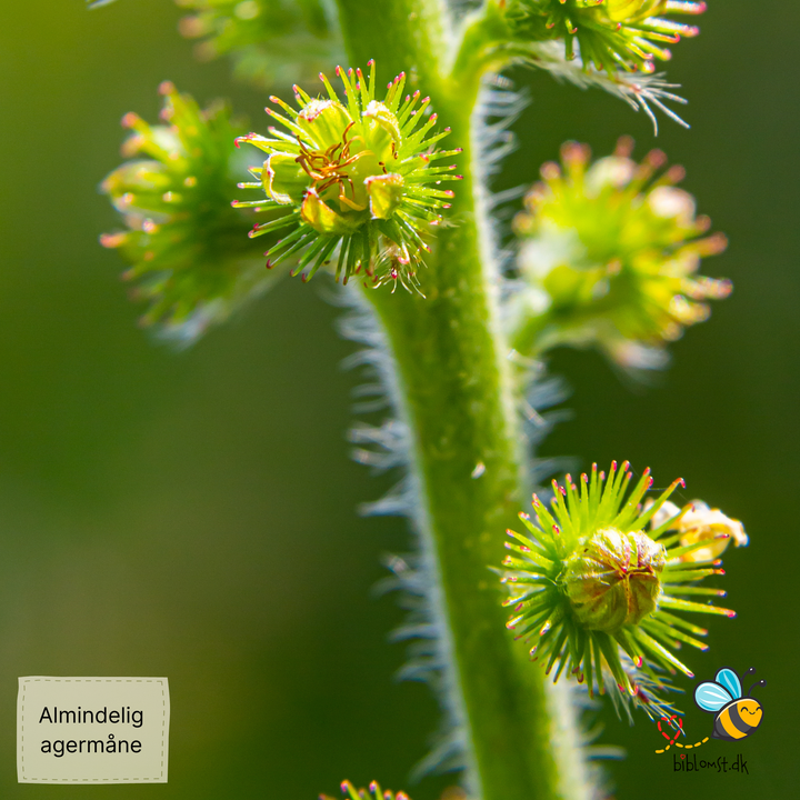 Alm. agermåne, Agrimonia eupatoria