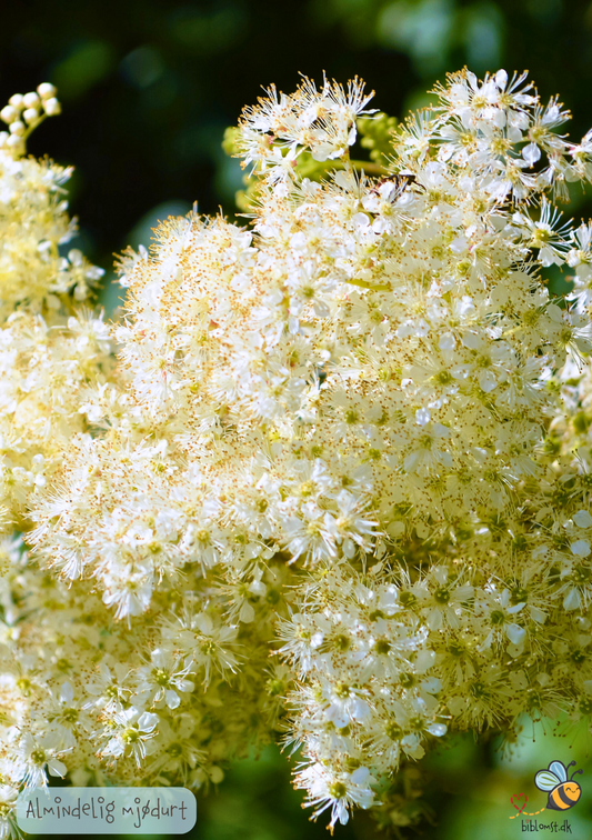 Almindelig Mjødurt - filipendula ulmaria