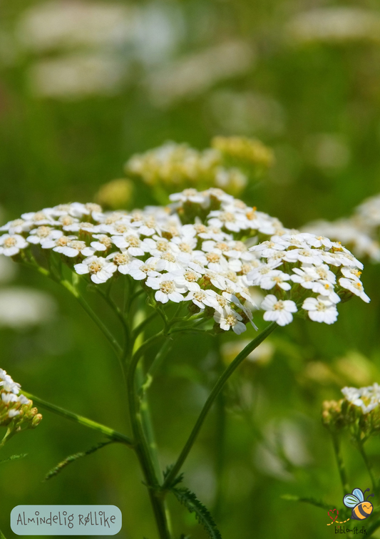 Almindelig Røllike 'Summer White' achillea millefolium