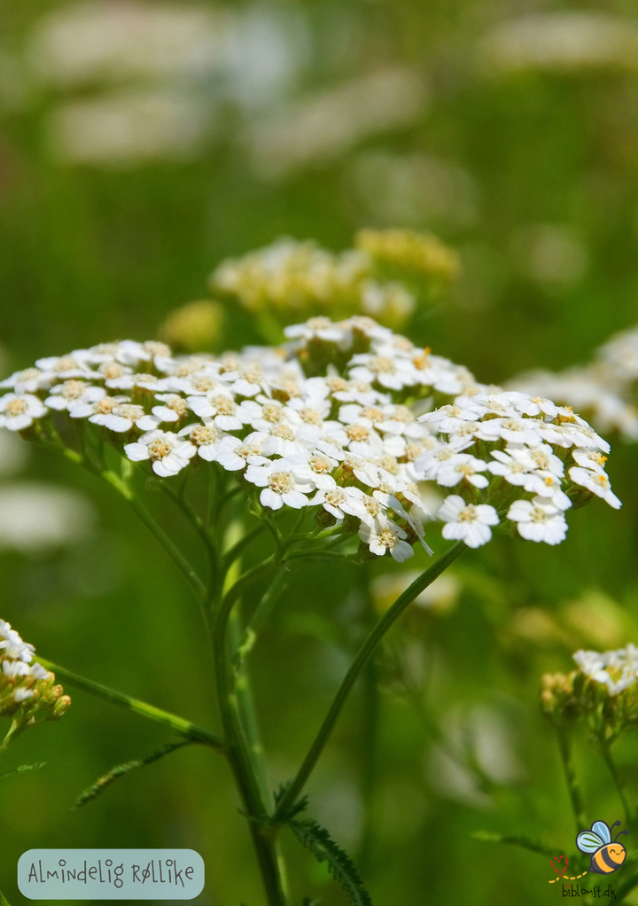 Almindelig røllike – Achillea millefolium