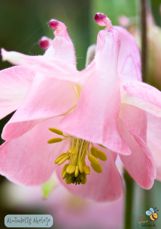 Almindelig akeleje – Aquilegia vulgaris