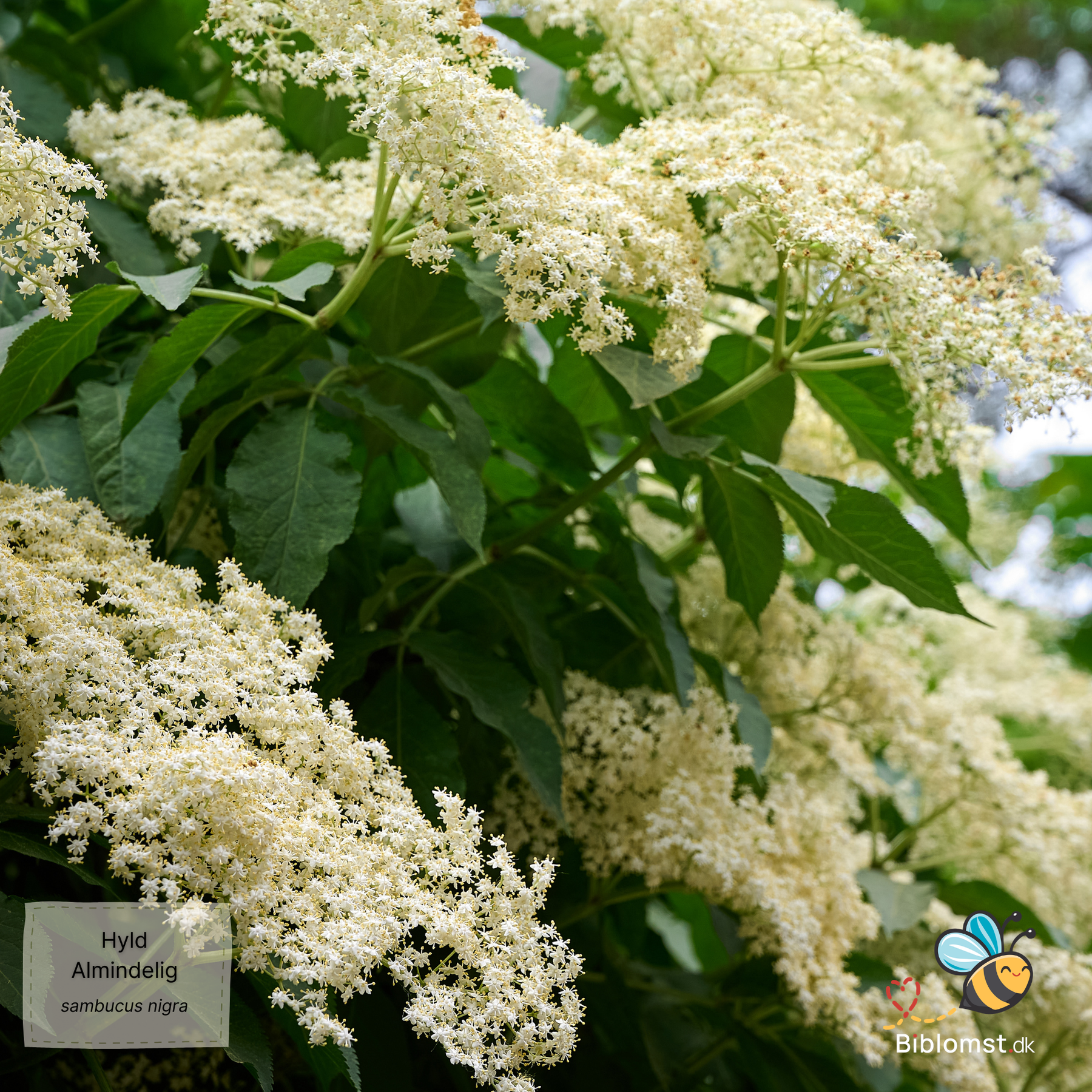 Almindelig hyld - Sambucus nigra – biblomst