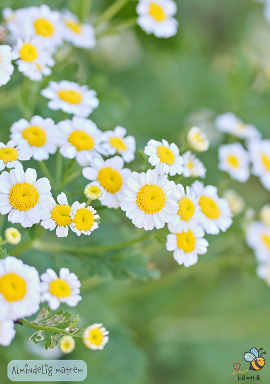 Almindelig matrem – Chrysanthemum parthenium