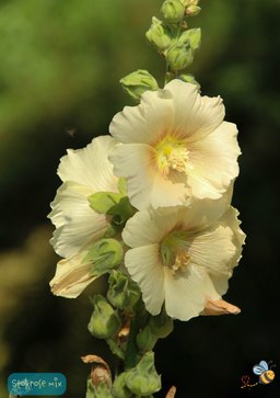 Almindelig stokrose, blandede farver - Alcea rosea
