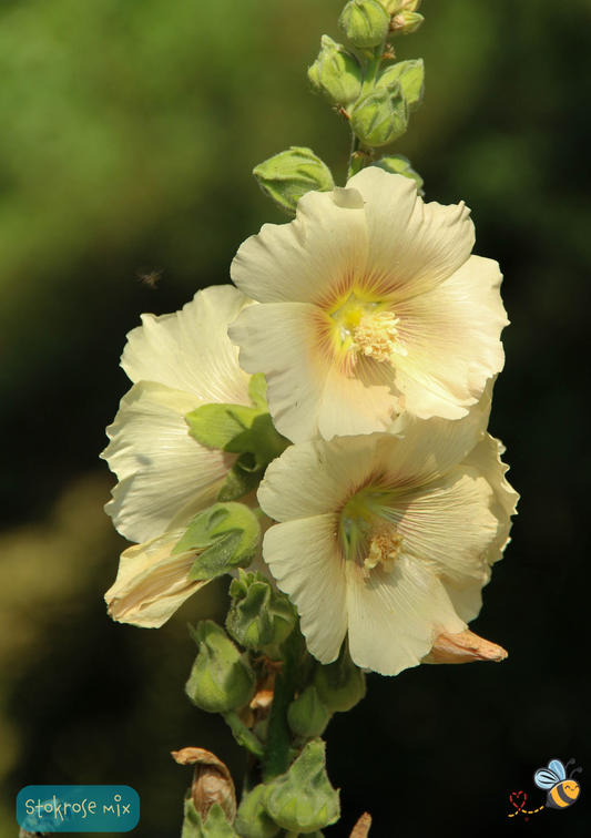 Almindelig stokrose, blandede farver - alcea rosea