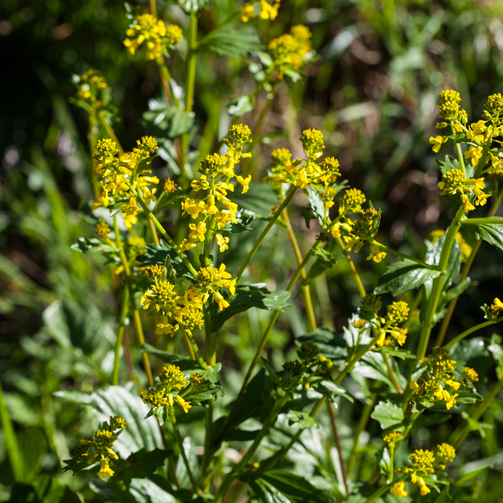 Almindelig vinterkarse - Barbarea vulgaris