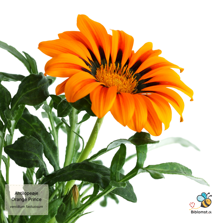 Antilopeøje - orange prince - Venidium fastuosum