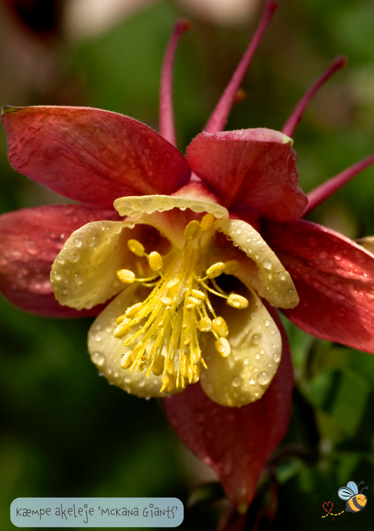 Aquilegia caerulea 'McKana Giants'