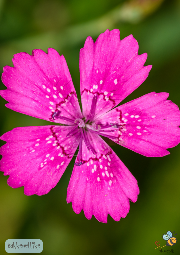 Bakkenellike - Dianthus deltoides