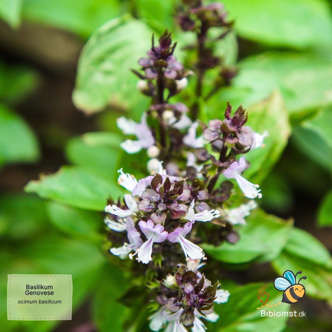 Basilikum Genovese - ocimum basilicum