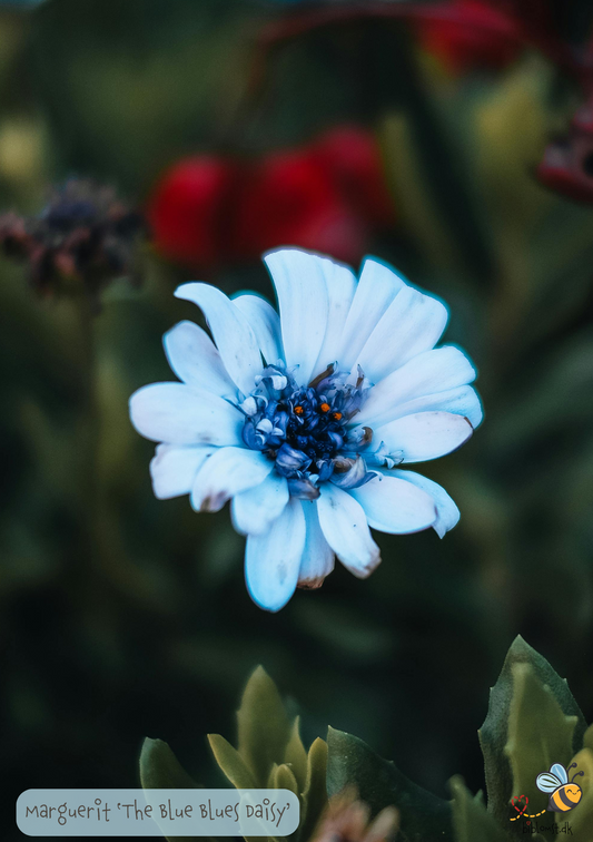 Blå Maguerit - The blue blues Daisy - Felicia heterophylla