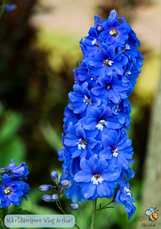 Blå Ridderspore 'King Arthur' - delphinium cultorum