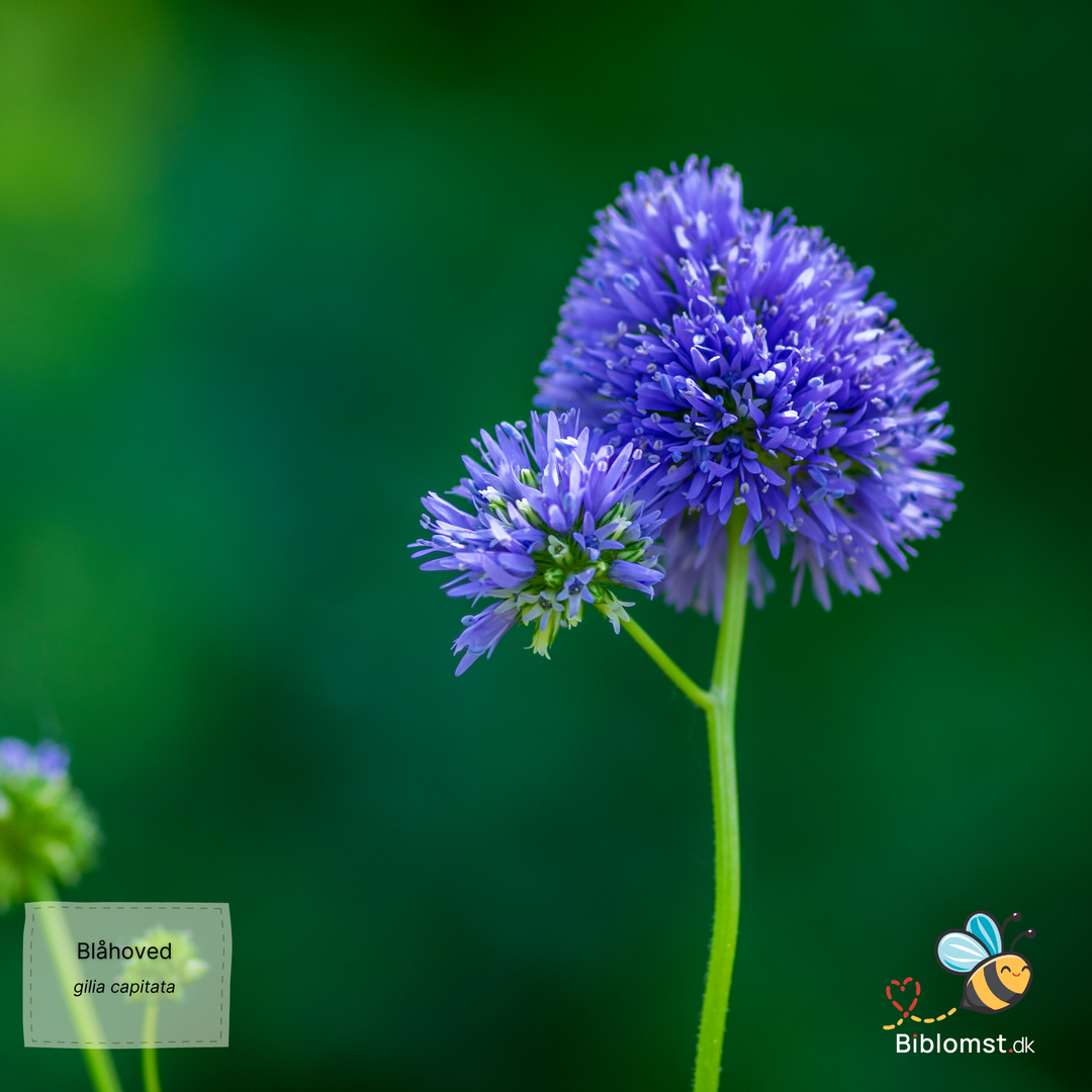 Blåhoved - Gilia capitata