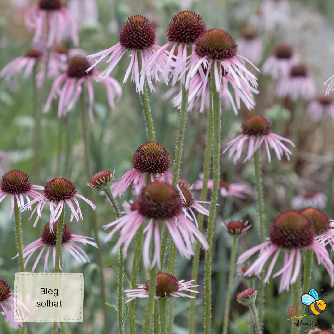Bleg solhat - Echinacea pallida