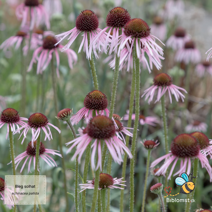Bleg solhat - Echinacea pallida