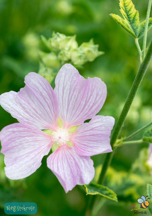 Bleg stokrose - Alcea pallida