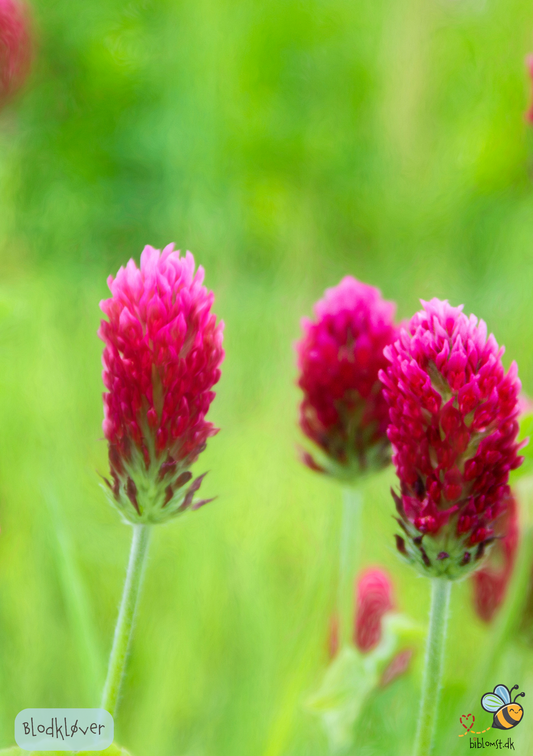 Blodkløver - trifolium incarnatum