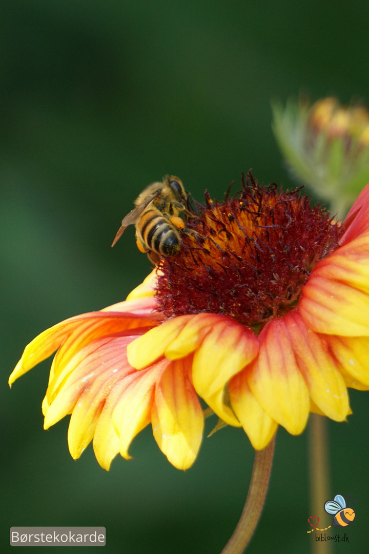 Børste Kokarde - Gaillardia aristata