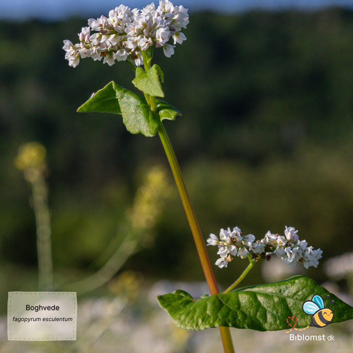 Boghvede – Fagopyrum esculentum