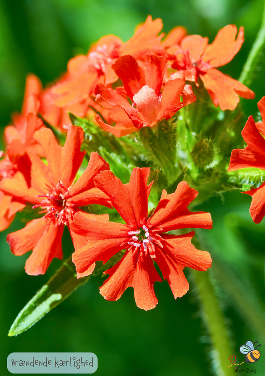 Brændende kærlighed - Lychnis chalcedonica