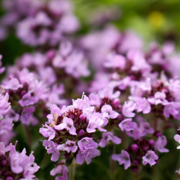 Bredbladet timian - Thymus pulegioides