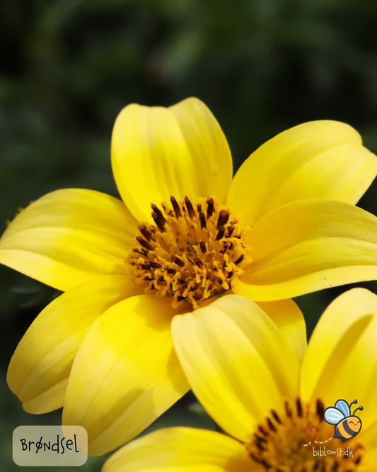 Brøndsel – Bidens aurea