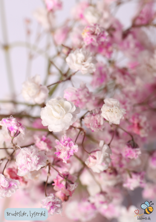 Brudeslør - lyserød - gypsophila repens